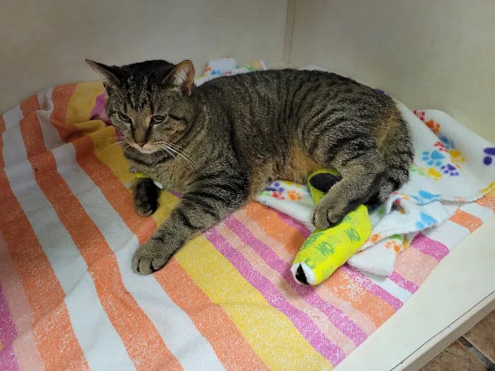 Pekin Veterinary Clinic Picture 5