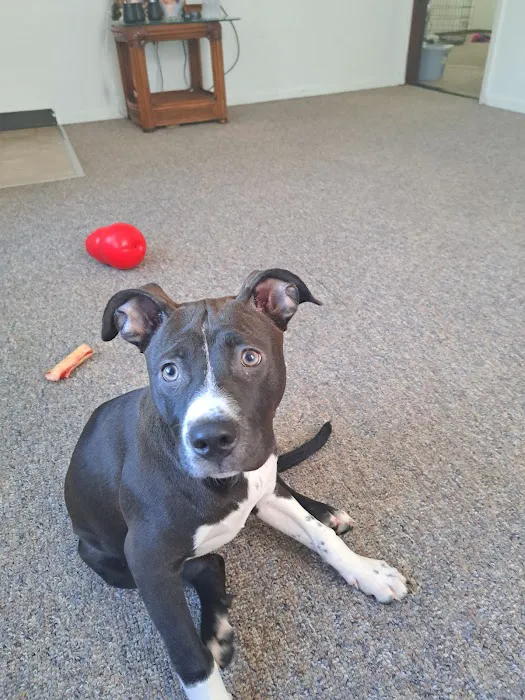 Lange Animal Clinic Picture 1