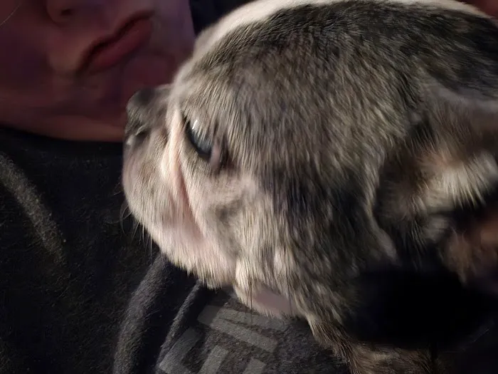 Lange Animal Clinic Picture 7