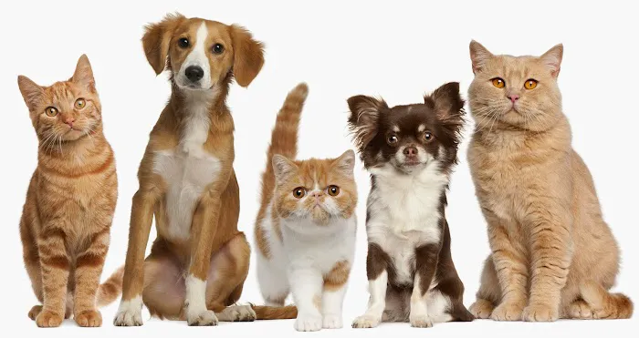 Lange Animal Clinic Picture 9