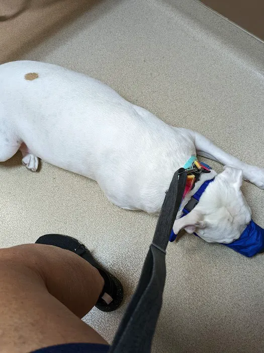 Pekin Animal Hospital Picture 4