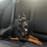 Pekin Animal Hospital ico