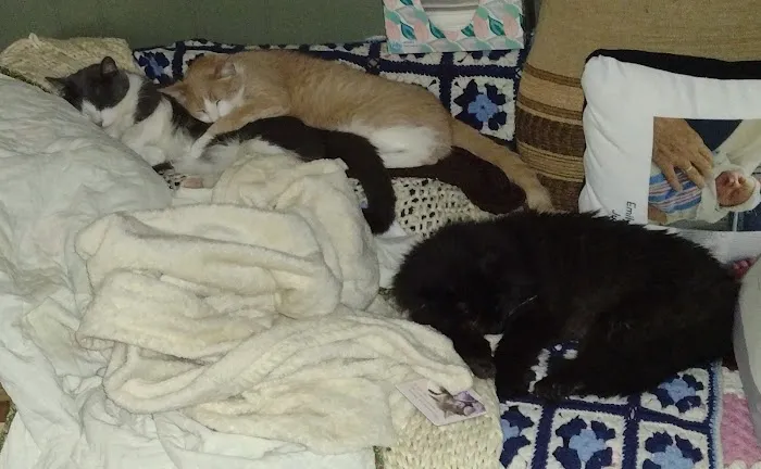 Pekin Animal Hospital Picture 3