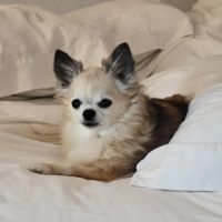 Hometown Veterinary Clinic ico
