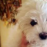 Peoria Area Veterinary Group of Dunlap