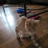 Meadowbrook Veterinary Clinic - North ico
