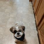 Meadowbrook Bark District