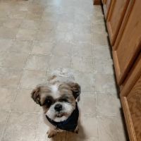 Meadowbrook Bark District ico