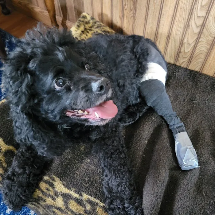 Peoria Area Veterinary Group of Peoria Picture 3