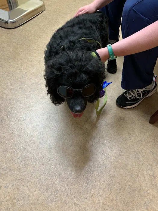 Peoria Area Veterinary Group of Peoria Picture 4