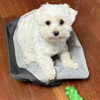 Tender Care Animal Hospital of Peoria ico