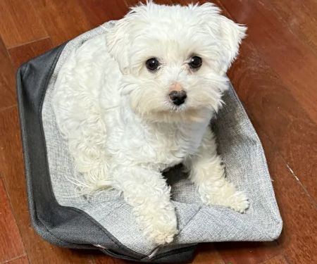 Tender Care Animal Hospital of Peoria
