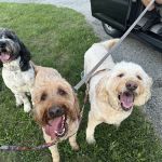 Meadowbrook Veterinary Clinic - South