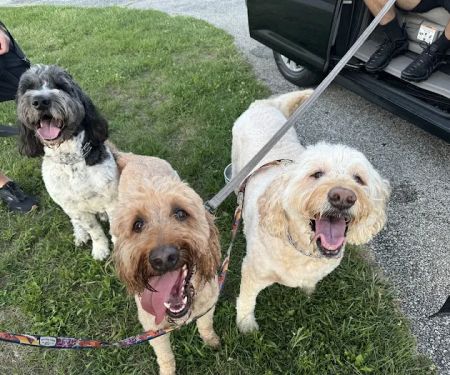 Meadowbrook Veterinary Clinic - South