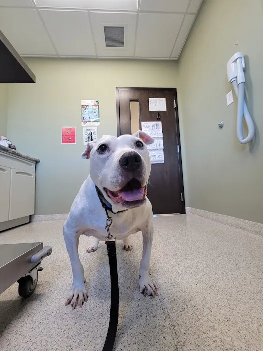 Meadowbrook Veterinary Clinic - South Picture 7