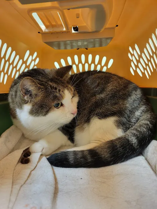 Meadowbrook Veterinary Clinic - South Picture 6