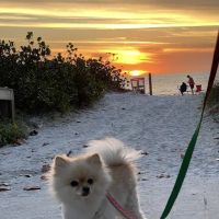 BIG HOLLOW COMPANION ANIMAL HOSPITAL ico