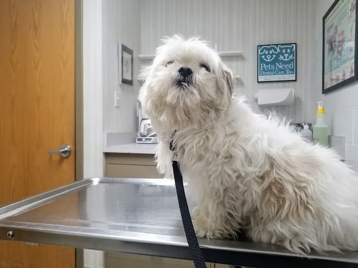 BIG HOLLOW COMPANION ANIMAL HOSPITAL Picture 5