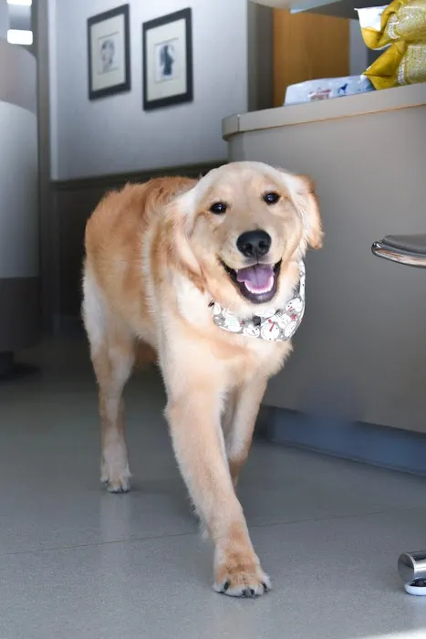 BIG HOLLOW COMPANION ANIMAL HOSPITAL Picture 8