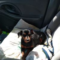 Veterinary Clinic-Prophetstown ico