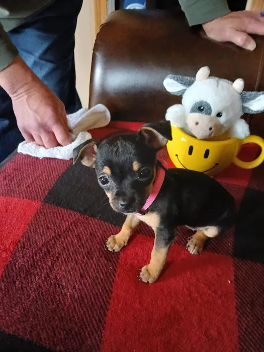 Polo Animal Hospital Picture 10