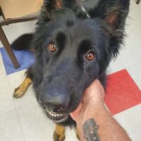 Morrison Veterinary Clinic ico