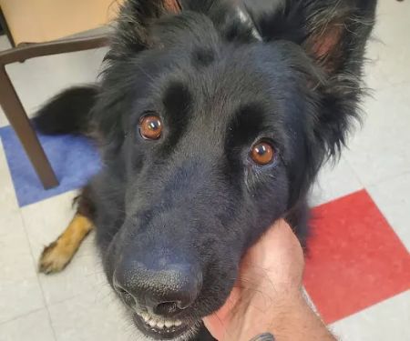 Morrison Veterinary Clinic