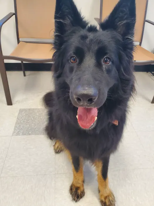 Morrison Veterinary Clinic Picture 2
