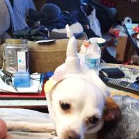 Winnebago Animal Clinic ico