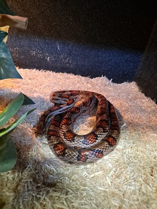 Auburn Animal Clinic Picture 3