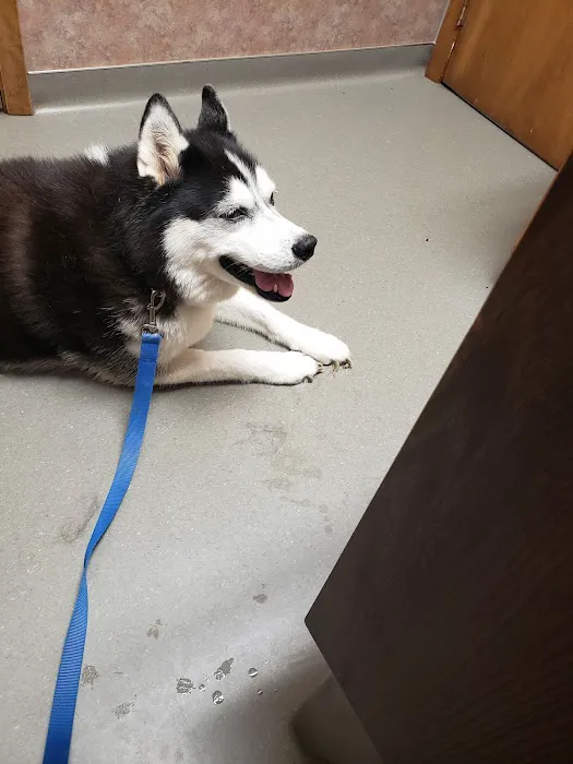 New Hope Veterinary Clinic Picture 5