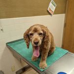 Hillcrest Animal Hospital
