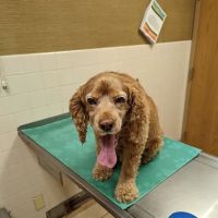 Hillcrest Animal Hospital ico