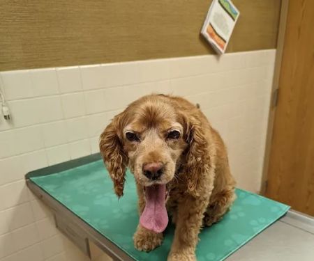 Hillcrest Animal Hospital