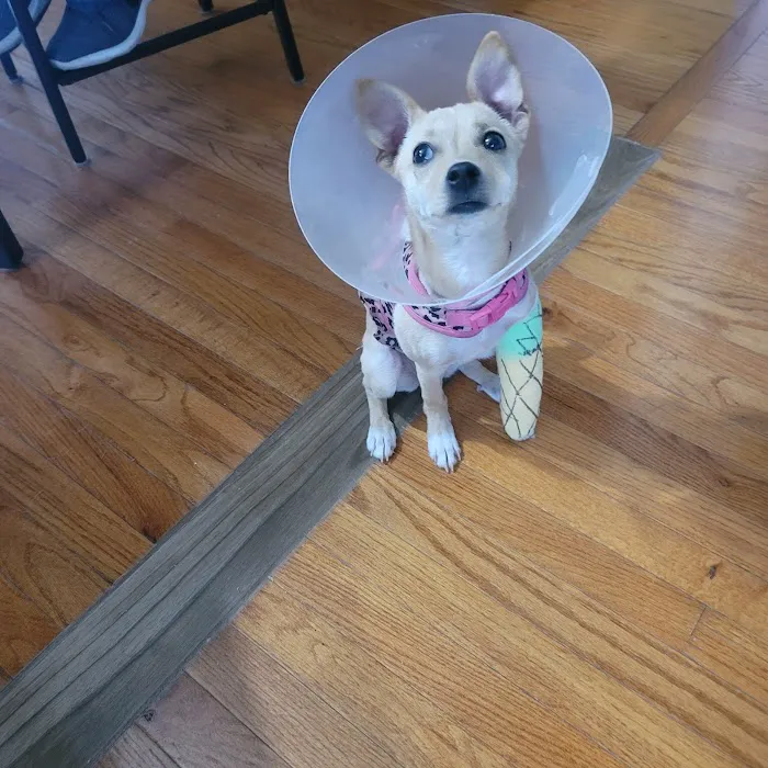 Hillcrest Animal Hospital Picture 2