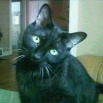 Townline Veterinary Clinic