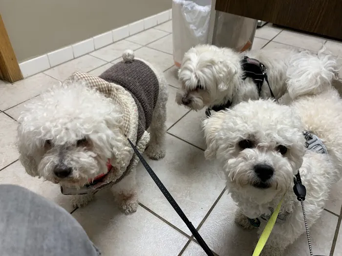 Animal Hospital of Loves Park Picture 1