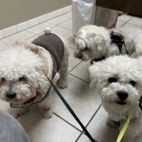 Animal Hospital of Loves Park ico