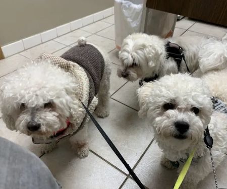 Animal Hospital of Loves Park