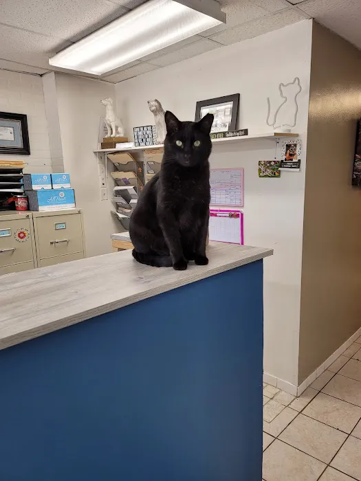 Animal Hospital of Loves Park Picture 2