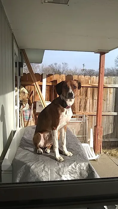 Animal Clinic of Rockford Picture 4