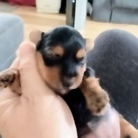 Companion Animal Clinic ico