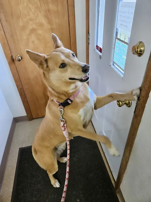 Companion Animal Clinic Picture 9