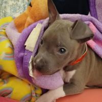 Brookside Veterinary Clinic ico