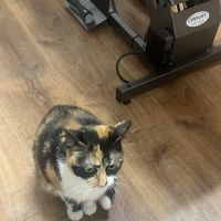 Lakeview Veterinary Care ico