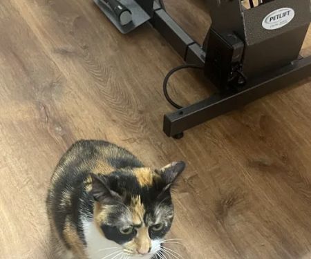 Lakeview Veterinary Care