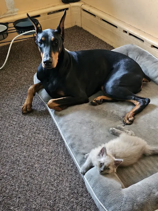 Harris Pet Hospital Picture 1