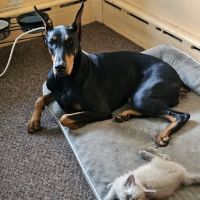 Harris Pet Hospital ico
