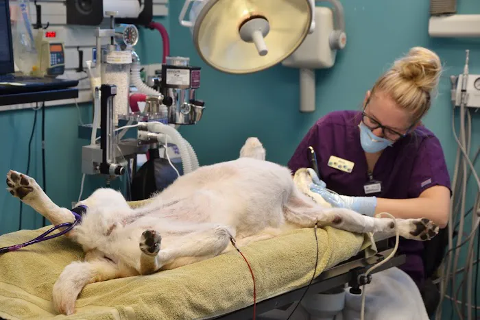 Westosha Veterinary Hospital Picture 7