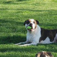 Hebron Animal Clinic ico